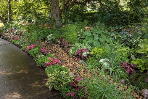 Rain Garden overview_Proven Winners Rain Garden