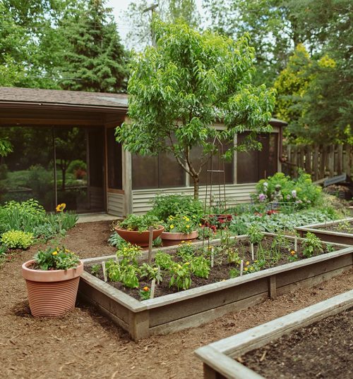 Raised Vegetable Beds