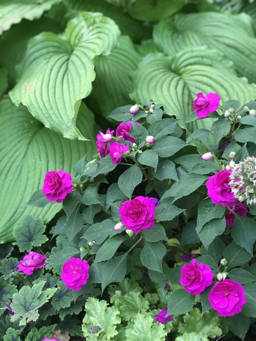 Rockapulco Purple Impatiens not enough fertilizer_Susan Martin Rockapulco Purple Impatiens not enough fertilizer_Susan Martin