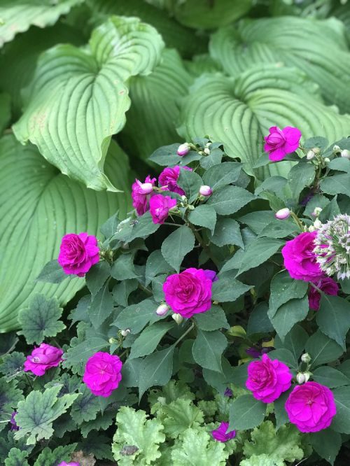 Rockapulco Purple Impatiens not enough fertilizer_Susan Martin