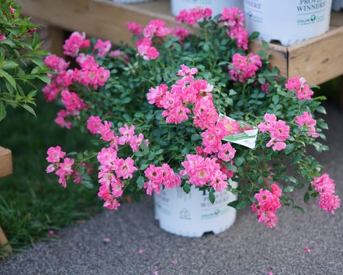 Rosa-Oso-Easy-Double-Pink-in-branded-container_Proven-Winners