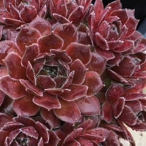 SEMPERVIVUM CHICK CHARMS BERRY BOMB HEN AND CHICKS