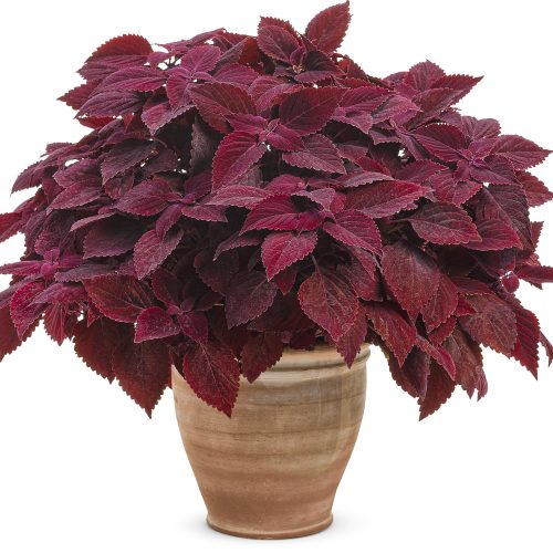 SOLENOSTEMON COLORBLAZE REDICULOUS COLEUS