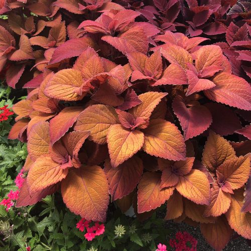 SOLENOSTEMON COLORBLAZE SEDONA SUNSET COLEUS