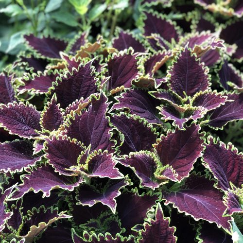 SOLENOSTEMON COLORBLAZE WICKED WITCH COLEUS