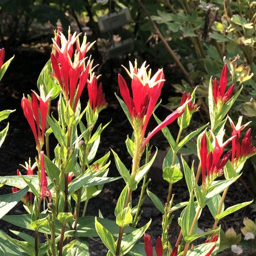 SPIGELIA LITTLE REDHEAD INDIAN PINK