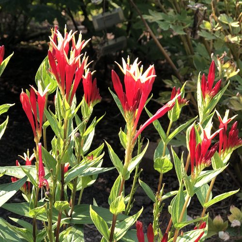 SPIGELIA LITTLE REDHEAD INDIAN PINK