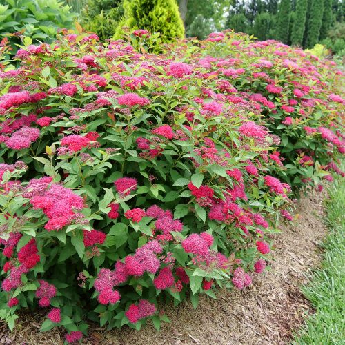 Low Maintenance Shrubs For Foundation Plantings Garden Crossings