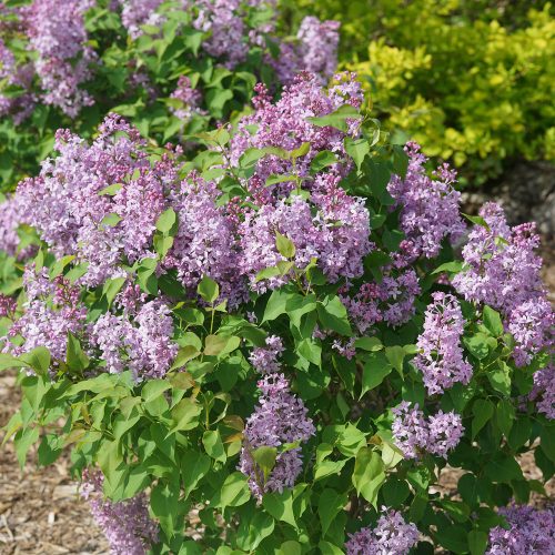 SYRINGA SCENTARA PURA LILAC