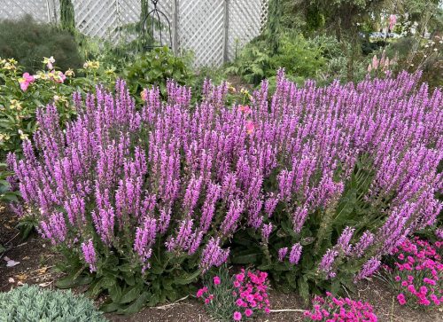 Salvia Back to the Fuchsia