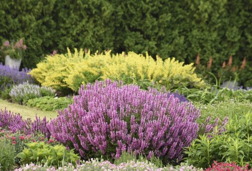 Salvia Back to the Fuschia_Walters Gardens Salvia Back to the Fuchsia