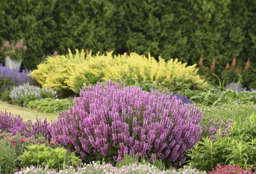 Salvia Back to the Fuchsia