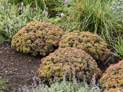 Sedum Coraljade_Walters Gardens Rock N Grow Coraljade Sedum