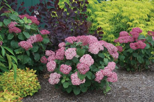 Smooth-Hydrangea-arborescens-Invincibelle-Mini-Mauvette_PWCC