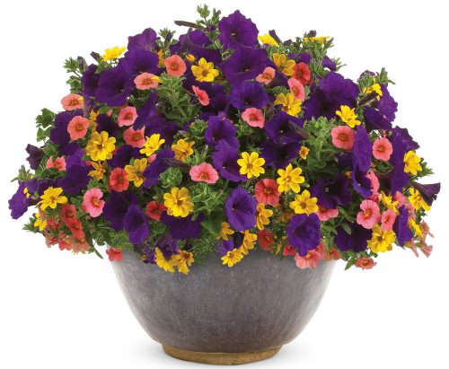 Summerfest recipe-Contrasting colors Example_Proven Winners Summerfest recipe-Contrasting colors Example_Proven Winners