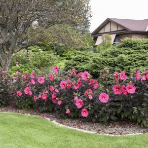 Summerific hibiscus_evening_rose_Walters Gardens