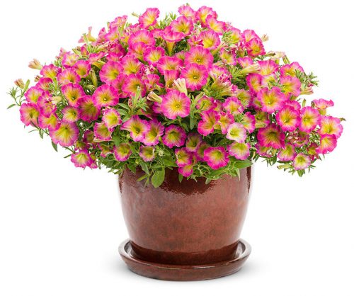 Supertunia Daybreak Charm_PW Supertunia Daybreak Charm_PW