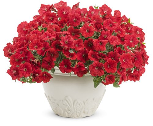 Supertunia Really Red_PW Supertunia Really Red_PW