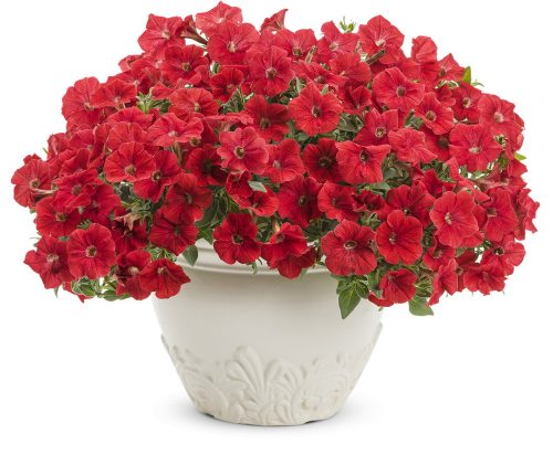 Supertunia Really Red_PW