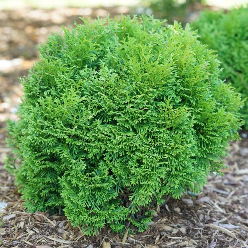 THUJA TATER TOT ARBORVITAE