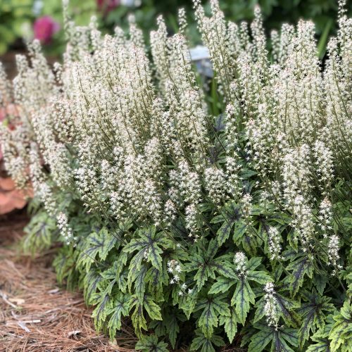 TIARELLA CUTTING EDGE FOAM FLOWER