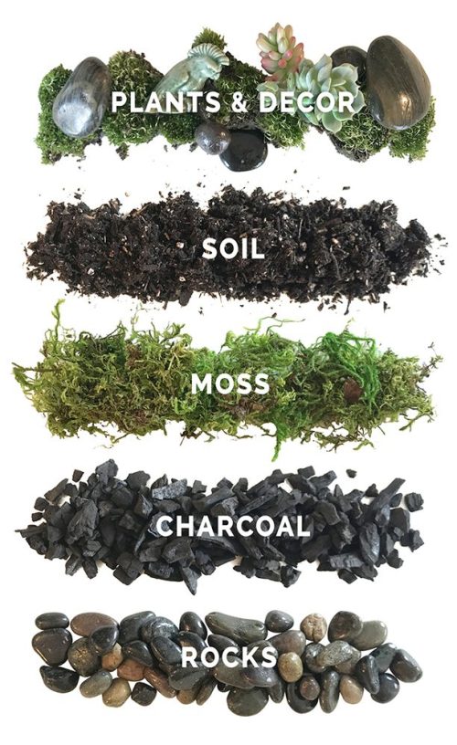 Terrarium Ingredients_Proven Winners