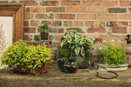 11 Best Plants For Your Terrarium 2022 + How To Care For Them