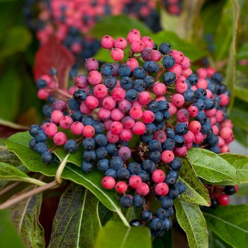 VIBURNUM BRANDYWINE VIBURNUM