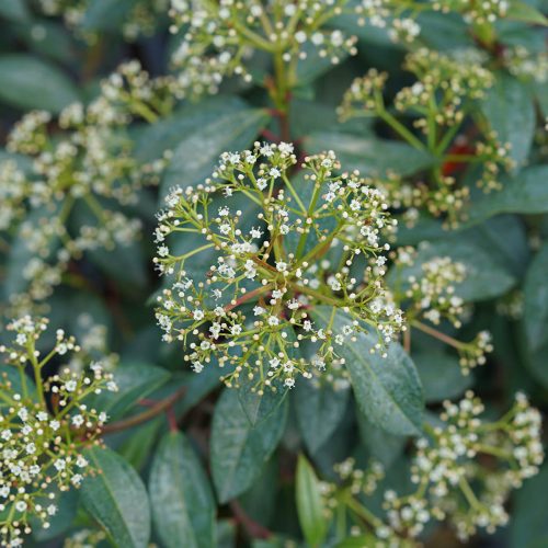 VIBURNUM YANG VIBURNUM