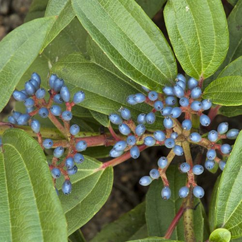 VIBURNUM YIN VIBURNUM