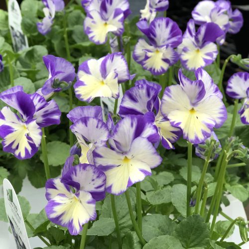VIOLA_REBECCA_VIOLET_GC_VIORE_02 VIOLA REBECCA VIOLET