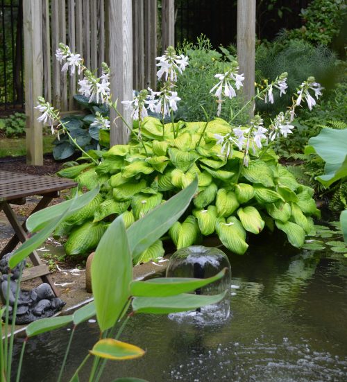 Water feature with hosta_Susan Martin (1)