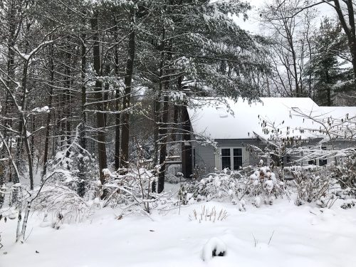 Winter garden at Susans house_Susan Martin