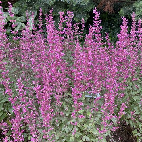 MEANT TO BEE™ Royal Raspberry Agastache - Perennial