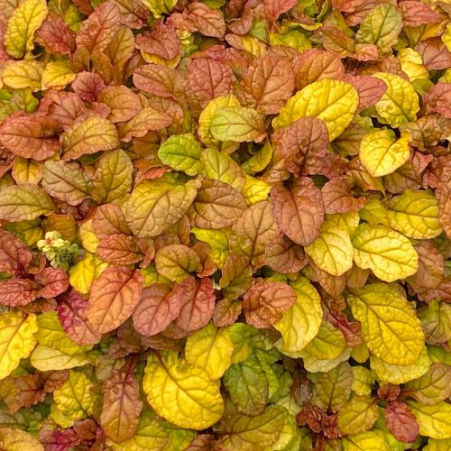 FEATHERED FRIENDS™ ‘Pleasant Pheasant’ Ajuga FEATHERED FRIENDS™ 'Pleasant Pheasant' Ajuga - Perennials