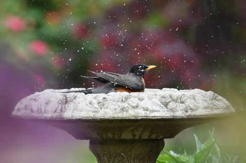 american robin in birdbath_stock photo