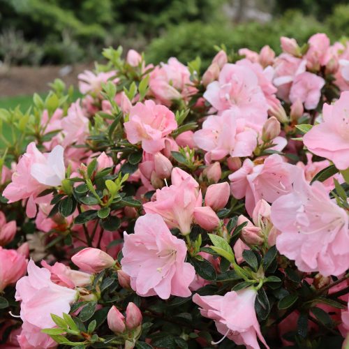 PERFECTO MUNDO PINK CARPET™ Azalea - Shrub