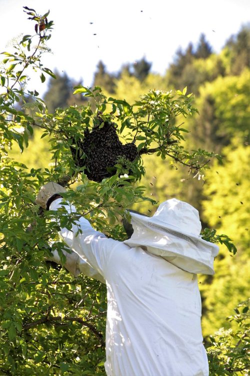 bee swarm with beekeeper_stock photo bee swarm with beekeeper_stock photo
