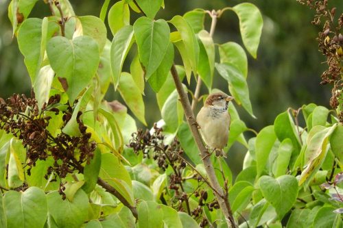 bird in lilac bush_stock photo