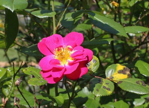 black-spot-on-roses_stock-photo