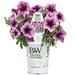 bordeauxgrand-tag_fixed_lessblooms Courtesy of Proven Winners