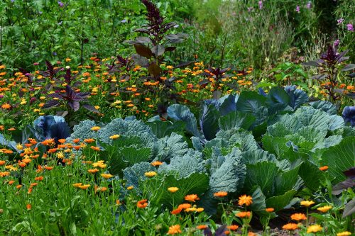 cabbage and calendula stock photo cabbage and calendula stock photo
