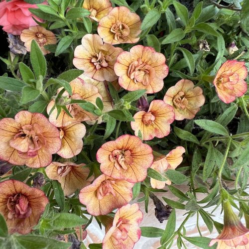 SUPERBELLS® Double Vintage Coral™ Calibrachoa - Annuals