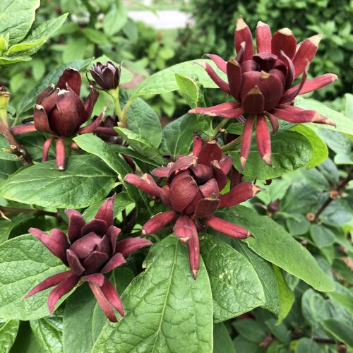 calycanthus_simply_scentsational_sweetshrub_PW_CALSS_01