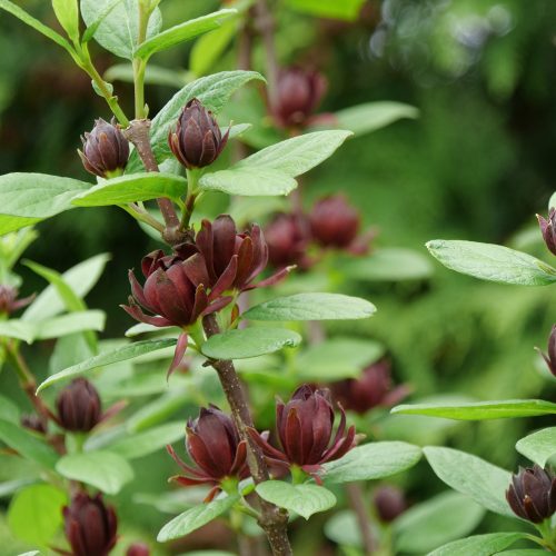 Calycanthus SIMPLY SCENTSATIONAL®