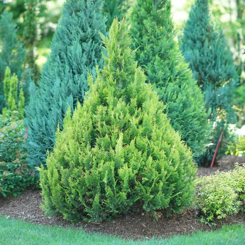 chamaecyparis_pinpoint_gold_false_cypress_pw_CHAPG_03