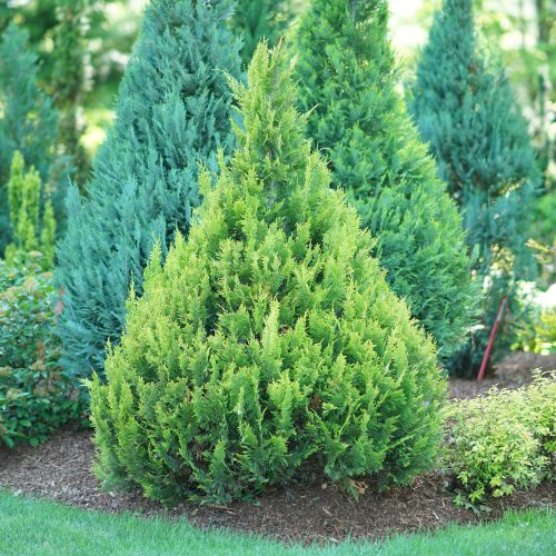 Chamaecyparis Pinpoint gold false cypress