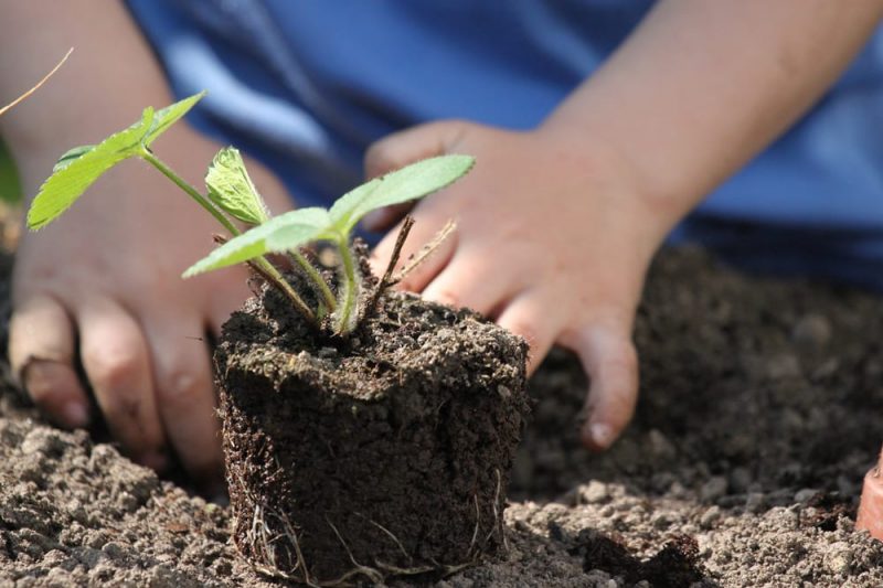 child planting seedling_stock photo child planting seedling_stock photo
