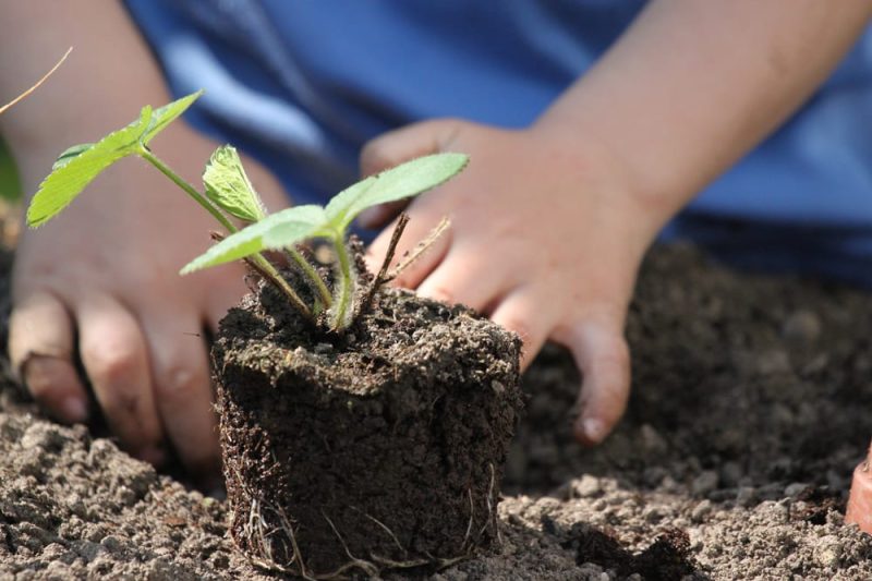 child planting seedling_stock photo