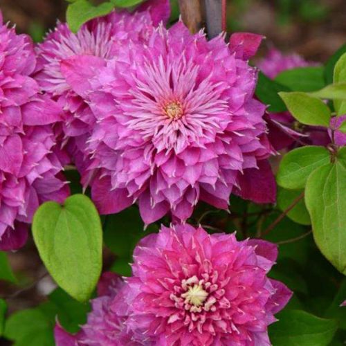 Clematis Blushing Bridesmaid